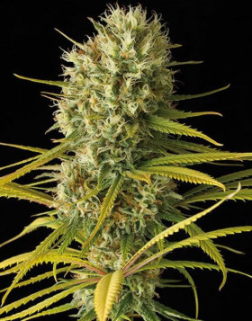 Original Amnesia