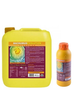 Bachumus Evolution Floración Trabe