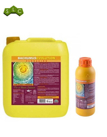 Bachumus Evolution Floración Trabe