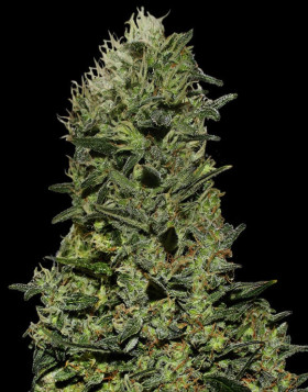 Ak Gea Seeds