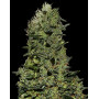 Ak Gea Seeds
