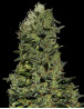Ak Gea Seeds
