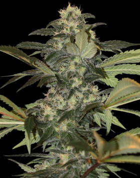Early Skunk Gea Seeds