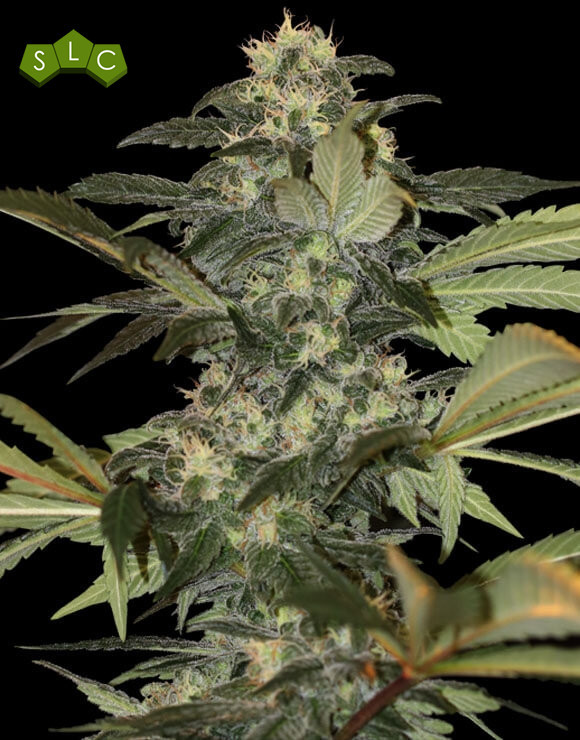 Early Skunk Gea Seeds