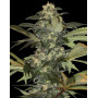 Early Skunk Gea Seeds