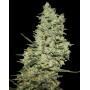Critical Gea Seeds