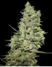 Critical Gea Seeds