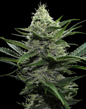 Semillas Widow - Envíos 24 Horas -  Oferta 1€ - SemillasLowCost