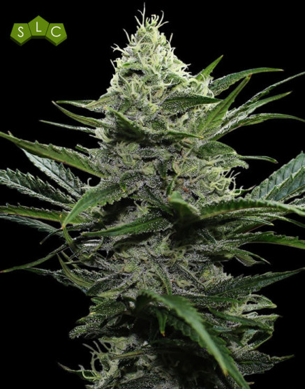 Semillas Widow - Envíos 24 Horas -  Oferta 1€ - SemillasLowCost
