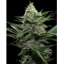 Semillas Widow - Envíos 24 Horas -  Oferta 1€ - SemillasLowCost