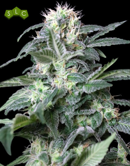 Marihuana Rusia - Semillas a 1€ de Gea Seeds