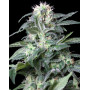 Marihuana Rusia - Semillas a 1€ de Gea Seeds