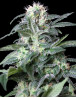 Marihuana Rusia - Semillas a 1€ de Gea Seeds