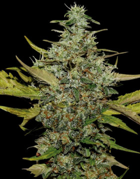 Super Skunk - EL MEJOR PRECIO Y CALIDAD