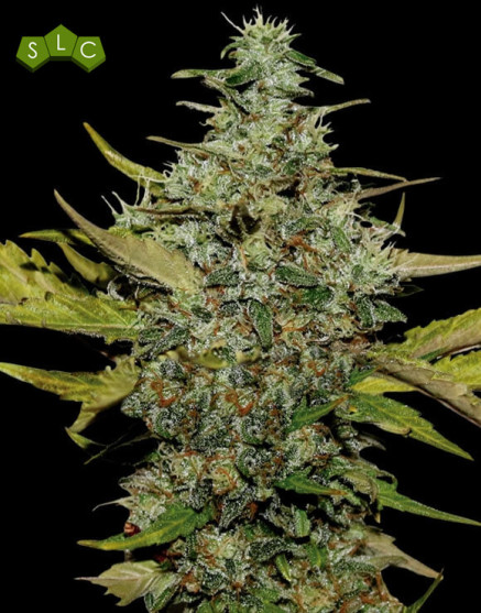 Super Skunk - EL MEJOR PRECIO Y CALIDAD