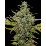 Super Skunk - EL MEJOR PRECIO Y CALIDAD