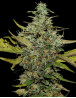 Super Skunk - EL MEJOR PRECIO Y CALIDAD