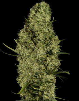 Lima Haze - El Mejor Precio