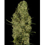 Lima Haze - El Mejor Precio