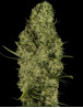 Lima Haze - El Mejor Precio