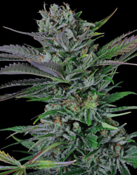 Somango - Semillas desde 1€