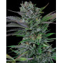 Somango - Semillas desde 1€
