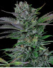 Somango - Semillas desde 1€