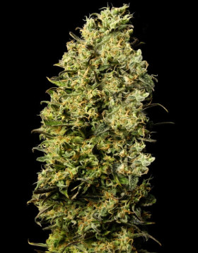 Marihuana M8 - Compra Semillas GeaSeeds a 1€ - SemillasLowCost