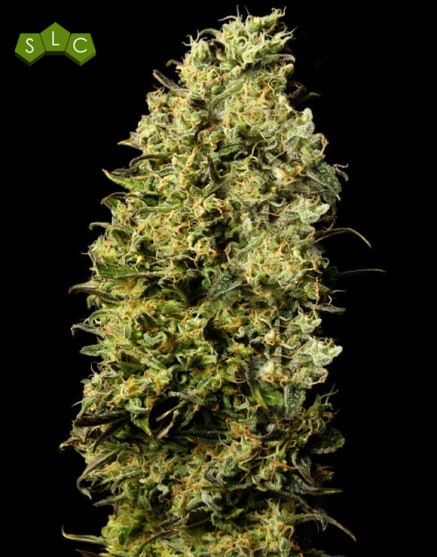 Marihuana M8 - Compra Semillas GeaSeeds a 1€ - SemillasLowCost