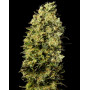 Marihuana M8 - Compra Semillas GeaSeeds a 1€ - SemillasLowCost