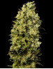 Marihuana M8 - Compra Semillas GeaSeeds a 1€ - SemillasLowCost