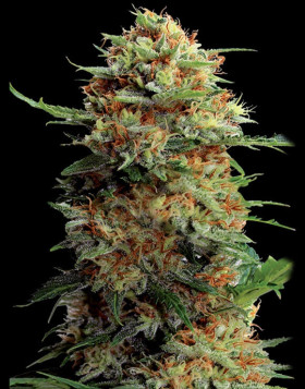 Jack Orange - El Mejor Precio