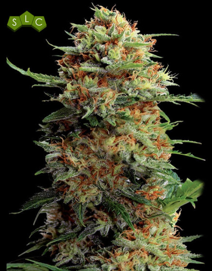 Jack Orange - El Mejor Precio