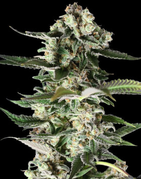 Critical Purple - 1€/Semilla - Feminizadas - Original GeaSeeds