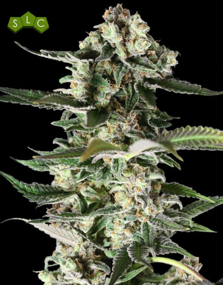 Critical Purple - 1€/Semilla - Feminizadas - Original GeaSeeds