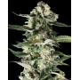 Critical Purple - 1€/Semilla - Feminizadas - Original GeaSeeds