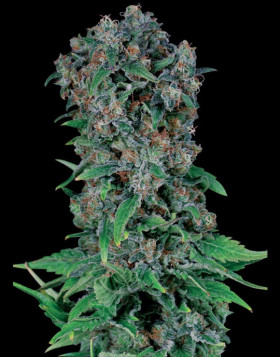 Semillas Black Kush 98 - Desde 1 € - SemillasLowCost