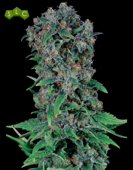 Semillas Black Kush 98 - Desde 1 € - SemillasLowCost