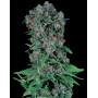 Semillas Black Kush 98 - Desde 1 € - SemillasLowCost