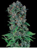 Semillas Black Kush 98 - Desde 1 € - SemillasLowCost