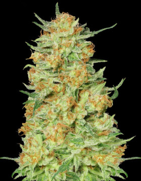 Northern Kush