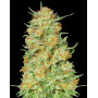 Northern Kush