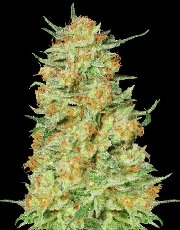 Northern Kush Semillas al Mejor Precio SemillasLowCost