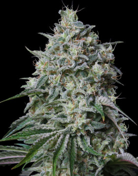 Semillas Cachalote - Los Más Baratos - Marihuana GeaSeeds