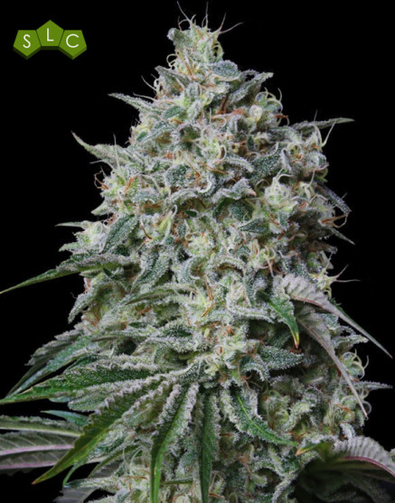Semillas Cachalote - Los Más Baratos - Marihuana GeaSeeds