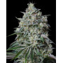 Semillas Cachalote - Los Más Baratos - Marihuana GeaSeeds