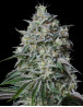 Semillas Cachalote - Los Más Baratos - Marihuana GeaSeeds