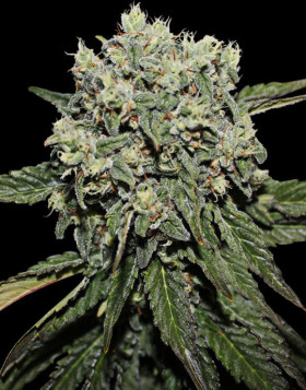 Hard Diesel