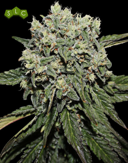 Hard Diesel