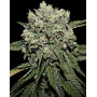 Hard Diesel